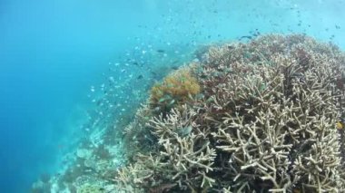 Raja Ampat Coral Reef Bayındır