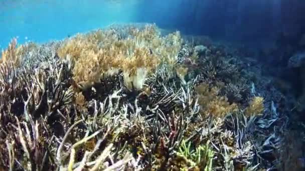 Raja Ampat sığ resif üzerinde yumuşak mercanlar — Stok video