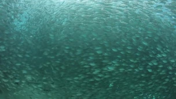 Massive School of Scad à Raja Ampat 