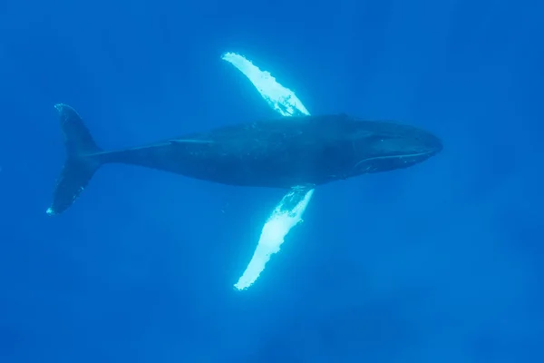Humpback Whale Megaptera Novaeangliae Glides Clear Blue Waters Caribbean Sea — Stock Photo, Image