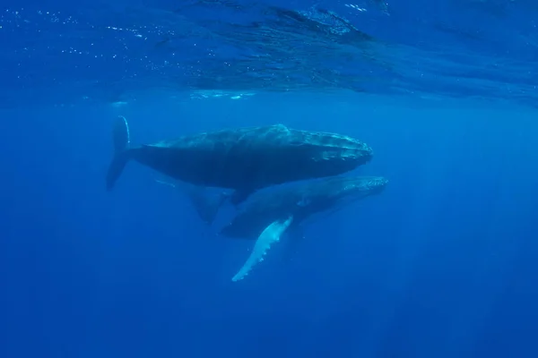 Горбатые Киты Megaptera Novaeangliae Скользят Прозрачным Голубым Водам Карибского Моря — стоковое фото