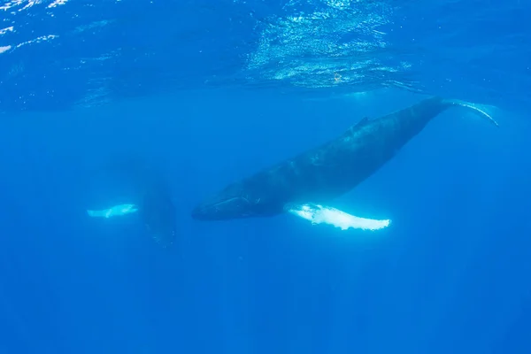 Καμπούρης Φάλαινες Megaptera Novaeangliae Γλιστρούν Μέσα Από Καταγάλανα Νερά Της — Φωτογραφία Αρχείου