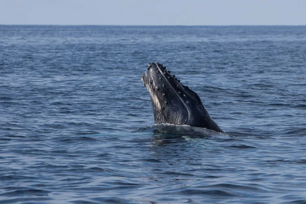 Una Ballena Jorobada Megaptera Novaeangliae Levanta Cabeza Fuera Del Océano — Foto de Stock