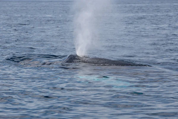 ザトウクジラ 西海上として表面を吐き出します ザトウクジラは意識は一休み 分以上も息を止めることができます — ストック写真