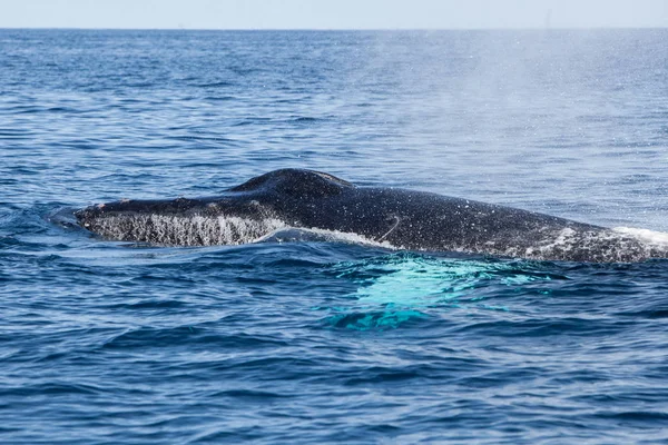 Una Ballena Jorobada Megaptera Novaeangliae Exhala Medida Que Emerge Las — Foto de Stock