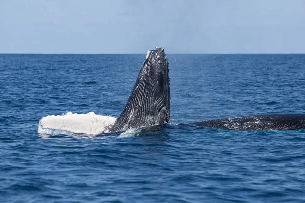 Ternero Ballena Jorobada Megaptera Novaeangliae Nadando Junto Madre Levanta Cabeza — Foto de Stock