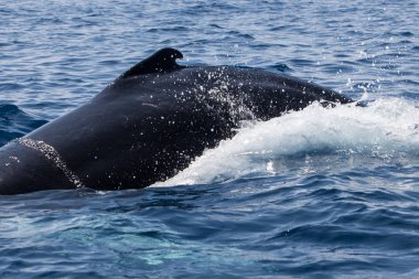 Bir kambur balina, Megaptera novaeangliae, Atlas Okyanusu'nda yüzüyor. Karayip Denizi Kuzey Atlantik kambur nüfus New İngiltere'den doğurmak ve buzağılama geçirir her yıl cezalandırır. 