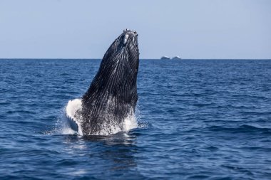 Karayip Denizi aşmak bir kambur balina, Megaptera novaeangliae, başlar. Her yıl Kuzey Atlantik kambur nüfus New İngiltere'den Karayip Denizi buzağılama gerekçesiyle geçirir. 