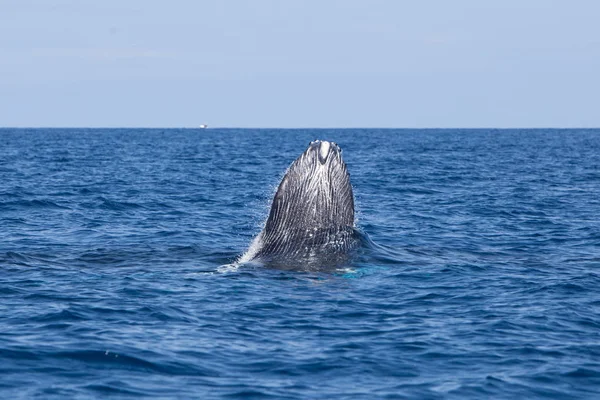 Een Bultrug Megaptera Novaeangliae Begint Schenden Caribische Zee Elk Jaar — Stockfoto