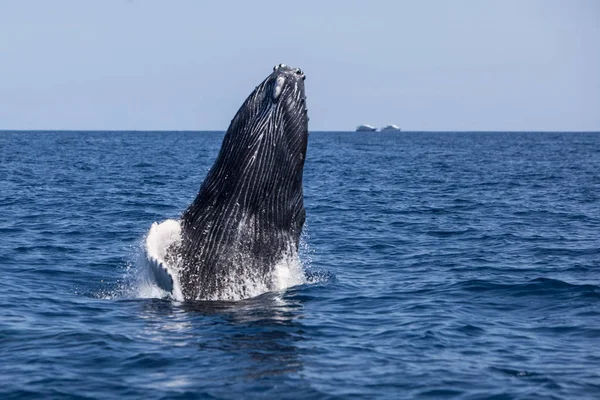 Uma Baleia Jubarte Megaptera Novaeangliae Começa Romper Mar Caribe Todos — Fotografia de Stock