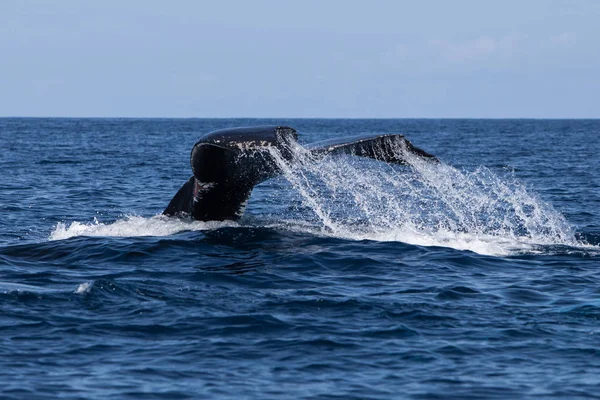 Humpback Whale Megaptera Novaeangliae Raises Its Huge Fluke Begins Dive — Stock Photo, Image