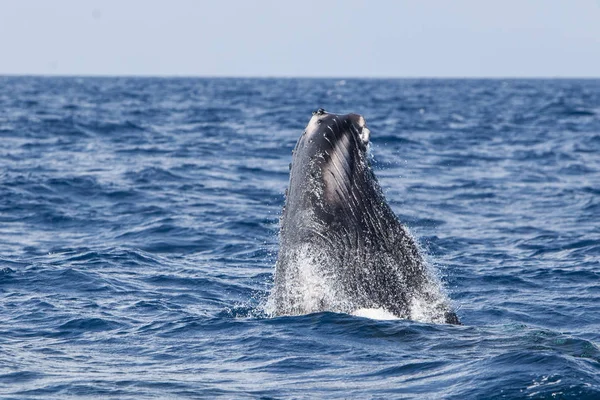 Una Ballena Jorobada Megaptera Novaeangliae Comienza Abrirse Paso Mar Caribe —  Fotos de Stock