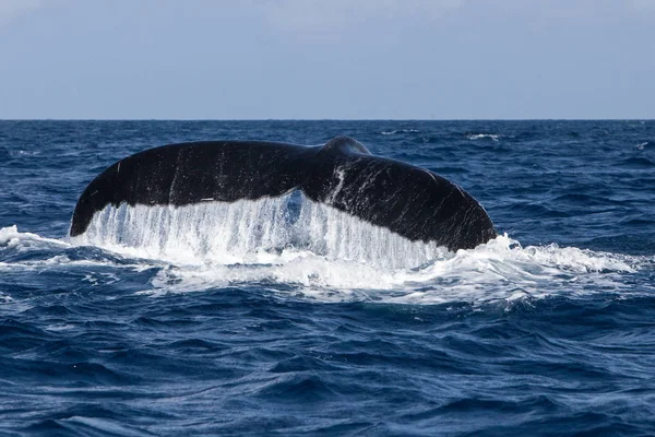 Humpback Whale Megaptera Novaeangliae Raises Its Huge Fluke Begins Dive — Stock Photo, Image