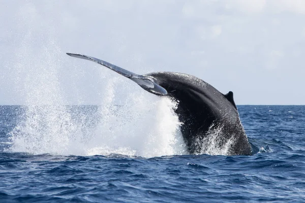 Uma Baleia Jubarte Megaptera Novaeangliae Lança Sua Poderosa Cauda Mar — Fotografia de Stock