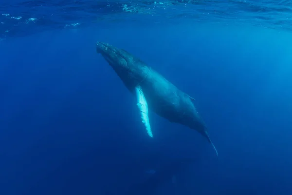 Una Ballena Jorobada Megaptera Novaeangliae Eleva Superficie Del Océano Atlántico — Foto de Stock