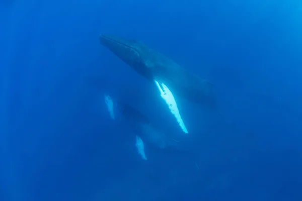 Humpback Whale Mother Calf Escort Megaptera Novaeangliae Rise Caribbean Sea — Stock Photo, Image