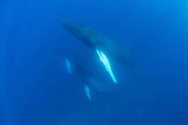 Madre Ballena Jorobada Ternera Escolta Megaptera Novaeangliae Elevan Través Del — Foto de Stock