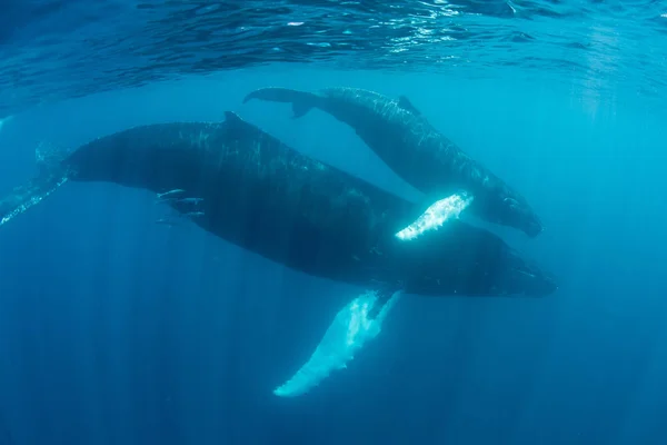 Baleine Bosse Mère Veau Megaptera Novaeangliae Croisière Travers Mer Des — Photo
