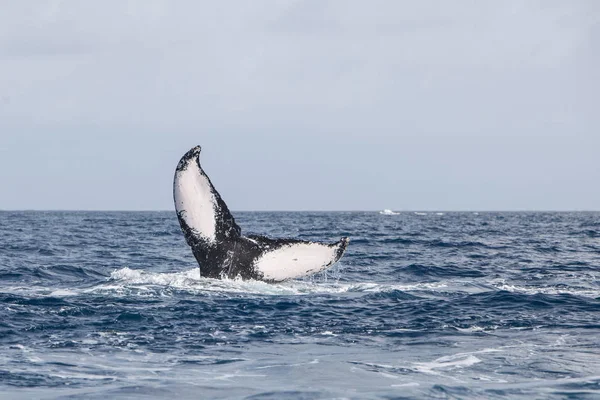 Uma Baleia Jubarte Megaptera Novaeangliae Levanta Seu Enorme Único Acaso — Fotografia de Stock