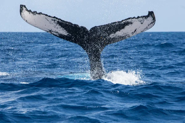 Humpback Whale Megaptera Novaeangliae Raises Its Huge Fluke Begins Dive — Stock Photo, Image