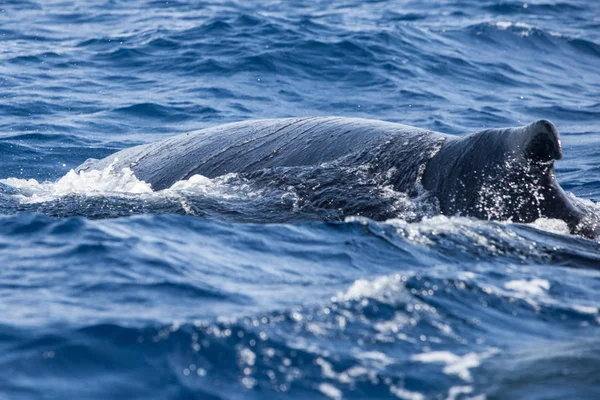 Uma Baleia Jubarte Megaptera Novaeangliae Nada Oceano Atlântico Todos Anos — Fotografia de Stock