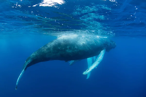 Μια Μεγάπτερος Φάλαινα Megaptera Novaeangliae Ανέρχεται Στην Επιφάνεια Του Ατλαντικού — Φωτογραφία Αρχείου