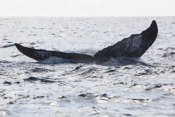 Humbak Megaptera Novaeangliae Znika Morzu Karaibskim Każdego Roku North Atlantic — Zdjęcie stockowe