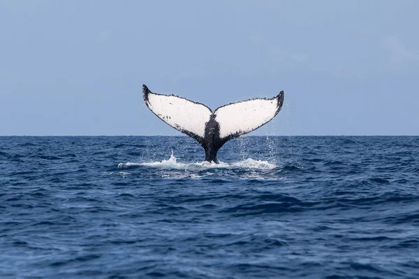 Een Bultrug Megaptera Novaeangliae Roept Haar Krachtige Fluke Uit Caribische — Stockfoto