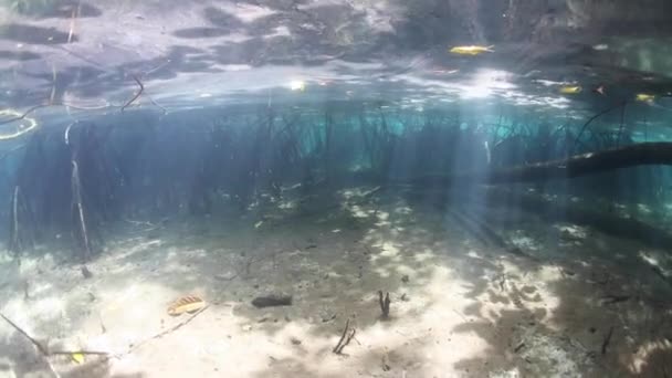 Lumière et ombres dans la forêt de mangroves d'eau bleue 