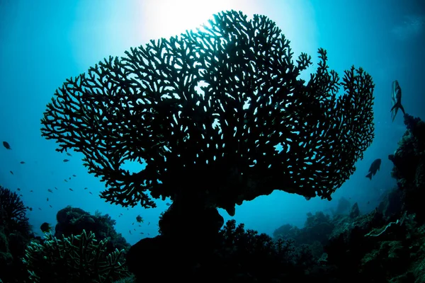 Сонячне Світло Silhouettes Тендітні Коралові Колонії Здорову Риф Раджа Ampat — стокове фото