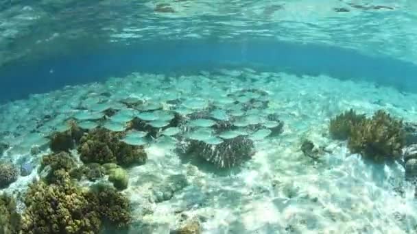 Schooling vis in Raja Ampat, Indonesië — Stockvideo