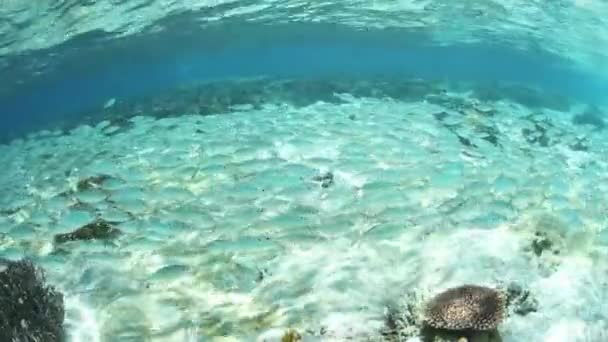 Ampat 鱼在浅水中的学校 — 图库视频影像