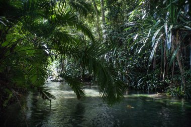 Bir tatlı su akışı bir yağmur ormanı Raja Ampat, Endonezya üzerinden akışı. Bu tropikal bölge deniz biyoçeşitliliği nedeniyle Mercan Üçgeni kalbinde olarak bilinir.