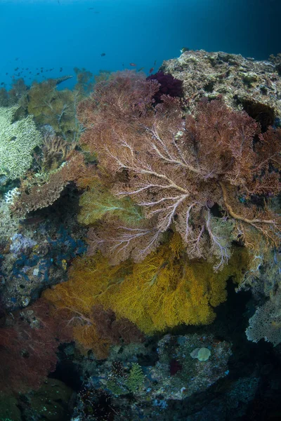 Les Amateurs Mer Colorés Prospèrent Raja Ampat Cette Région Tropicale — Photo