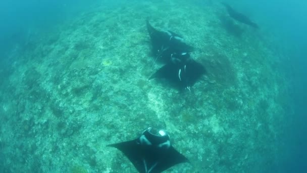 Grandes raies de Manta nagent sur le récif en Indonésie — Video