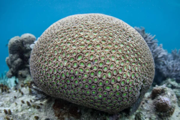 A round, reef-building coral colony thrives on the edge of beautiful coral reef in Raja Ampat. This tropical region is known as the heart of the Coral Triangle due to its marine biodiversity.
