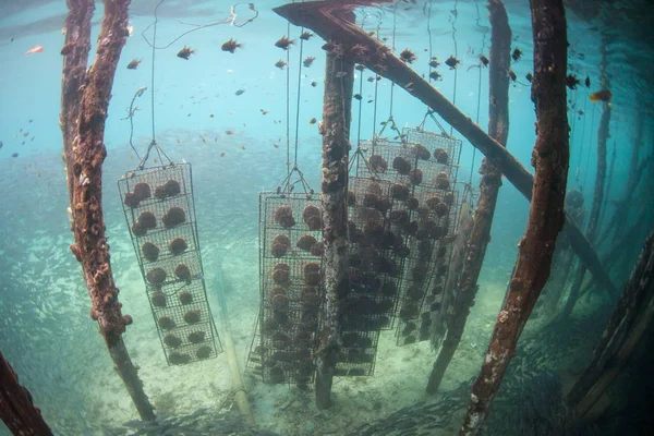 Pearl oysters hang below a pier in Alyui Bay, Raja Ampat, Indonesia. Profitable pearl farms are quite common in this remote region.