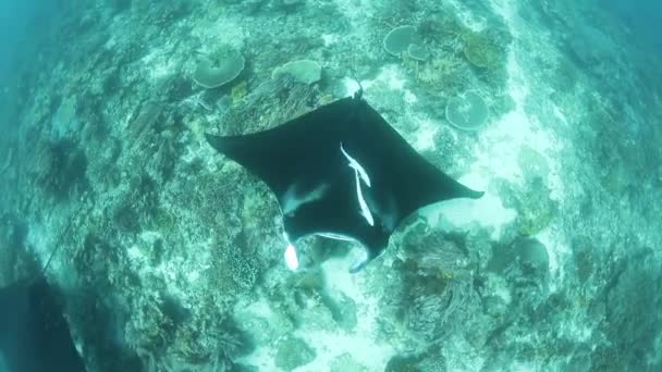 Manta's in Indonesië — Stockvideo