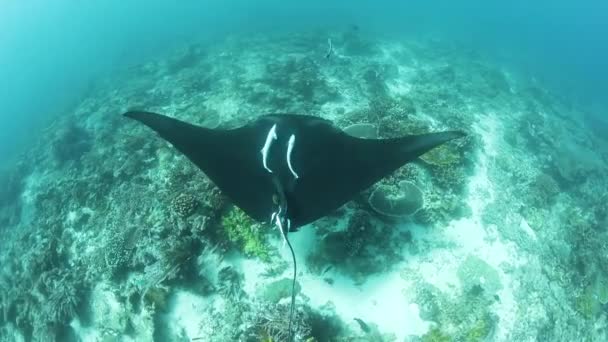 Manta Ray och sugfiskar i Indonesien — Stockvideo