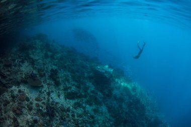 Bir snorkeler bir mercan kayalığı Raja Ampat içinde araştırıyor. Bu tropikal bölge deniz biyoçeşitliliği nedeniyle Mercan Üçgeni kalbinde olarak bilinir.