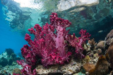 Colorful soft corals grow along the edge of a limestone island in Raja Ampat. This tropical region is known as the heart of the Coral Triangle due to its marine biodiversity. clipart