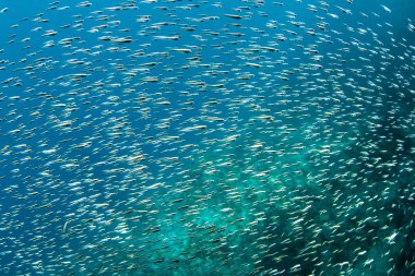 Juvenil mahkum anfetamin büyük bir okul Raja Ampat, Endonezya suların yüzüyor. Bu tropikal bölge deniz biyoçeşitliliği nedeniyle Mercan Üçgeni kalbinde olarak bilinir.