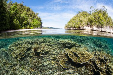 Sığ, sağlıklı mercan kayalığı Raja Ampat içinde büyür. Bu tropikal bölge deniz biyoçeşitliliği nedeniyle Mercan Üçgeni kalbinde olarak bilinir.