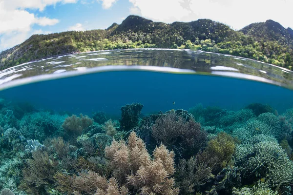 Ett Grunt Friska Korallrev Växer Raja Ampat Denna Tropiska Region — Stockfoto