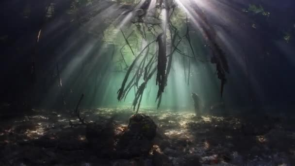 Travi di luce solare nella foresta di mangrovie blu e scura di Raja Ampat — Video Stock