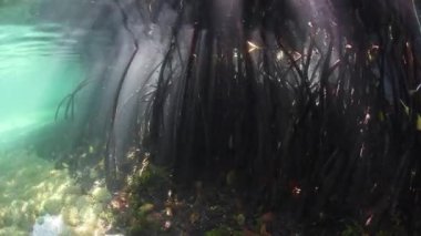 Kirişler güneş ışığı mavi su mangrov orman gölgelik ile filtre ve karanlık, sualtı karanlıkta Raja Ampat, Endonezya içine düşmek. Bu bölge olağanüstü deniz biyolojik çeşitlilik limanlar.