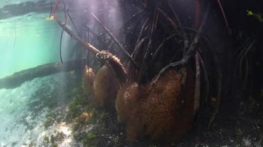 Kirişler güneş ışığı mavi su mangrov orman gölgelik ile filtre ve karanlık, sualtı karanlıkta Raja Ampat, Endonezya içine düşmek. Bu bölge olağanüstü deniz biyolojik çeşitlilik limanlar.