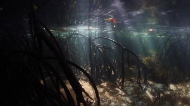 Kirişler güneş ışığı mavi su mangrov orman gölgelik ile filtre ve karanlık, sualtı karanlıkta Raja Ampat, Endonezya içine düşmek. Bu bölge olağanüstü deniz biyolojik çeşitlilik limanlar.