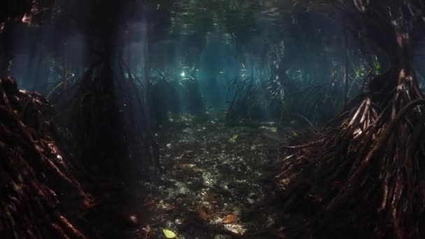 日光の梁は青い水のマングローブ林の林冠をフィルター処理し Raja Ampat インドネシアで暗い 水中の影に陥る この地域港湾臨時海洋生物多様性 — ストック動画