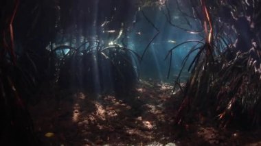 Kirişler güneş ışığı mavi su mangrov orman gölgelik ile filtre ve karanlık, sualtı karanlıkta Raja Ampat, Endonezya içine düşmek. Bu bölge olağanüstü deniz biyolojik çeşitlilik limanlar.